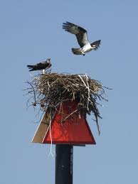 The Red Channel Marker