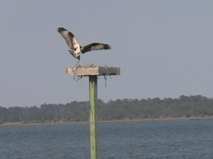 Ozzie starts the nest on new platform - Copy