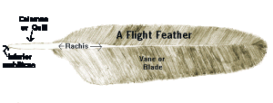 typical flight feather
