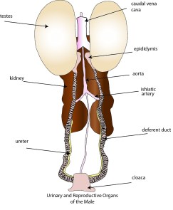 male_urinary_genital_system1 (1)