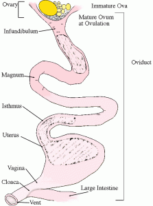 oviduct