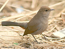 220px-Indian_Robin_(F)_I-Haryana_IMG_8045