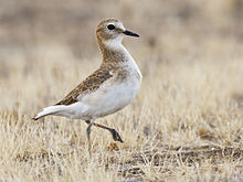220px-Mountain_Plover,_Charadrius_montanus