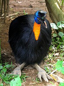 -Northern_Cassowary_-head_to_toe