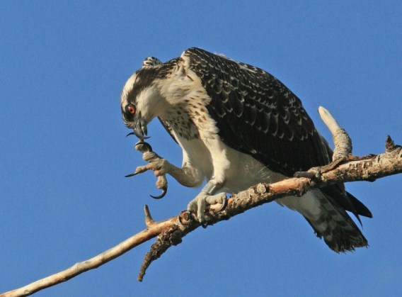 Female-chick-after-fledging