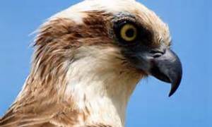 Osprey Ozzie's stern look