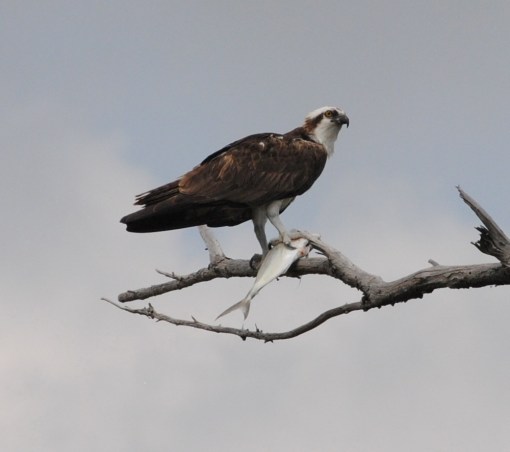 osprey-with-fish3