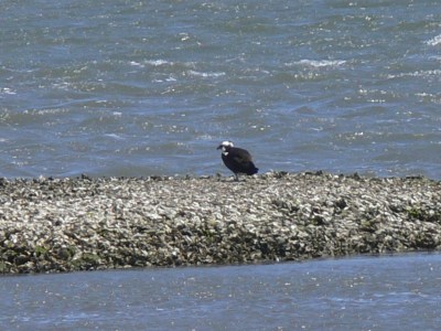 Ozzie on Oyrster rock