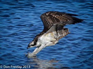 dive - nic membraine