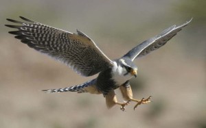 falcon+09_pic+04