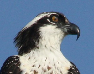 notice the nictitating membrane in the center picture)!