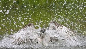 Osprey as he dive-bombs river... and lands a whopper 4