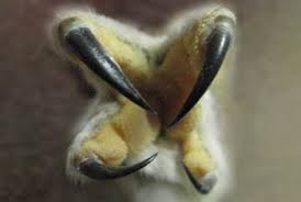 Owl talon