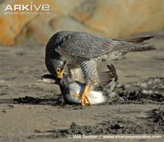 Pergrine-falcon-ssp-tundrius-delivering-killing-bite-to-neck-of-eared-grebe-prey