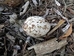 Osprey egg