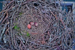 3 eggs 5-1-2015