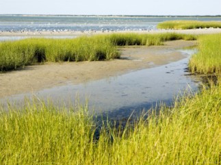 salt-marsh