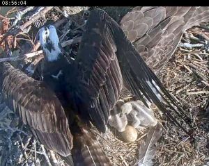 1 Ozzie comes in with a pin fish