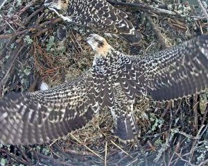 Jessie spreads her wings