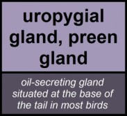 preen gland4
