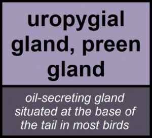 Preening, Preening and More Preening | Osprey Tales