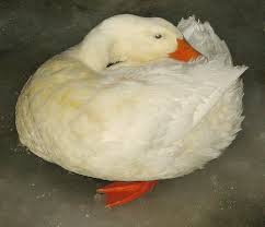 White Duck