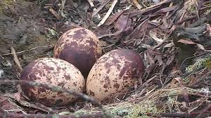 3 osprey eggs