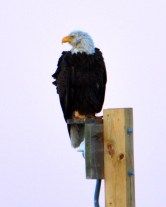 Eagle omn taj Mahal 1.JPG