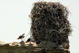 Extrs Huge Osprey nest.jpg