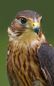Falcon2.jpg