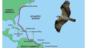 osprey migratio9n.jpg