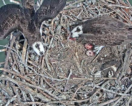 Eggs and Parents.jpg