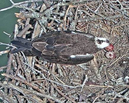 Proud Mom 2 eggs.jpg