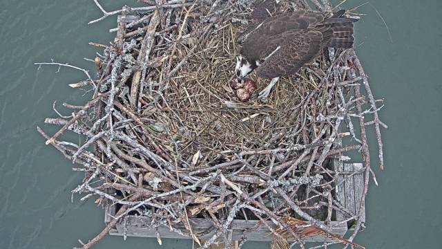 Harriet and Eggs Apr 25.jpg