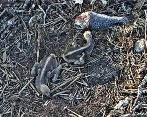 LearningToEat a Fish.jpg