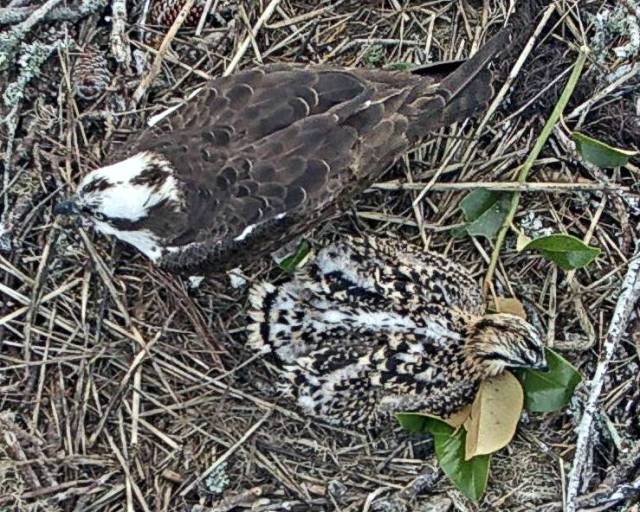 Birthday Greenery June 19.jpg