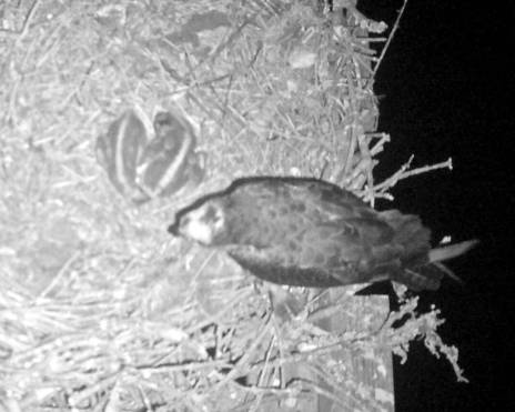 Nighttime June 4.jpg