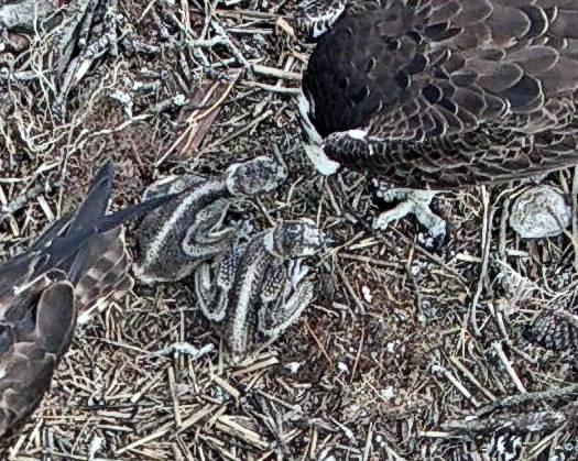 We are Hungry June 1.jpg