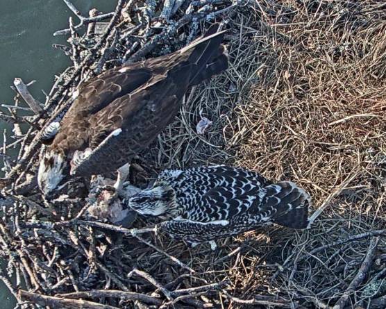 AttackingAFish July 7.jpg