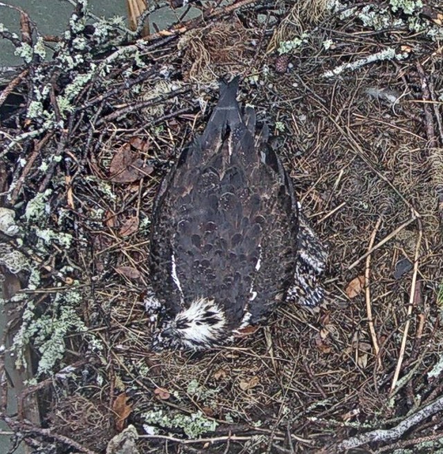 Downpour 06 09 19.jpeg