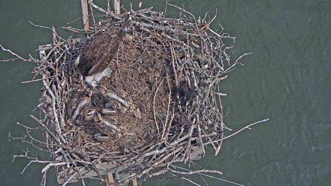 Feeding 06 05 19.jpg