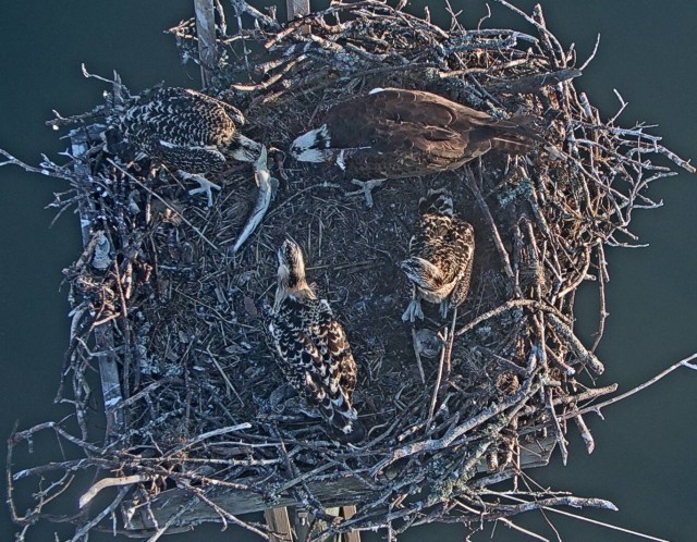 Fish Breakfast 06 24 19.jpeg