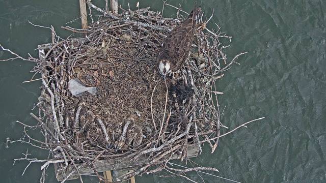 Large Flounder Piece2 06 05 19.jpg