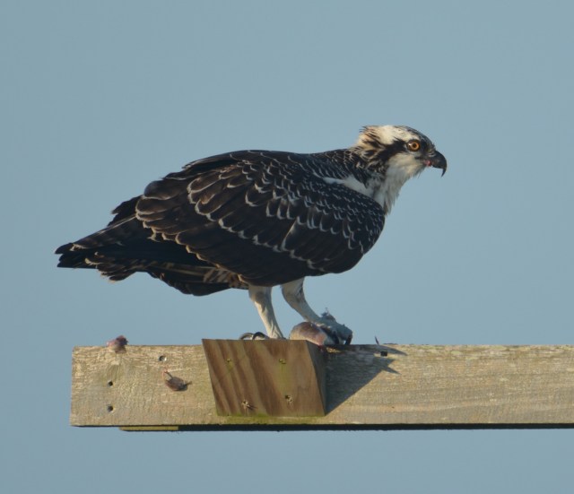 Baby with her own fish.jpg