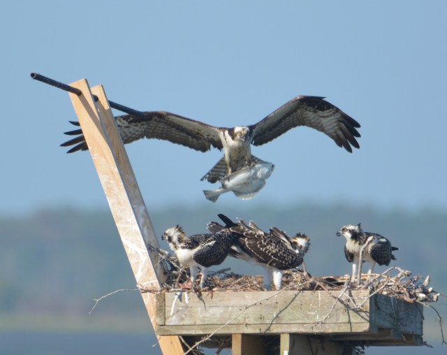 Back with a flounder (2).JPG