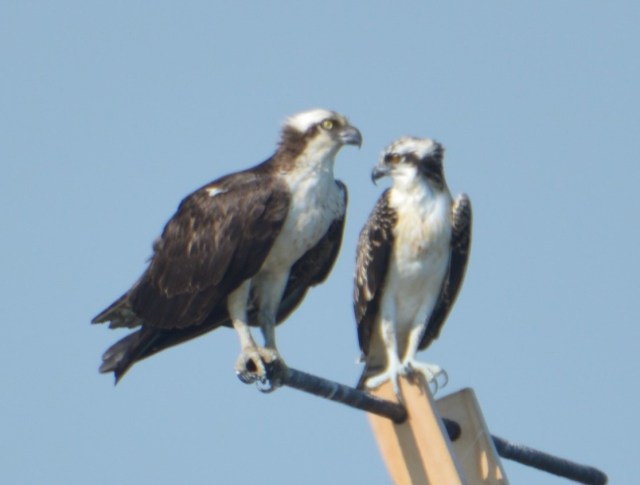 Harriett and Baby.jpg