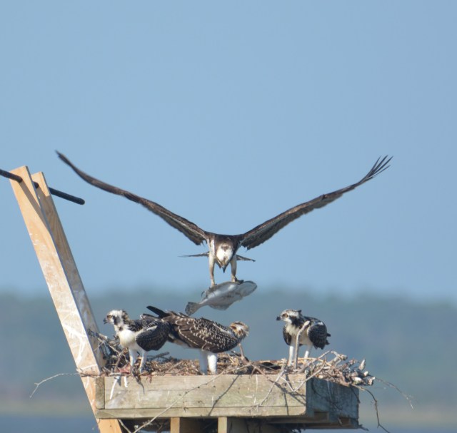 Harriett brings back a flounder 1 (2).JPG