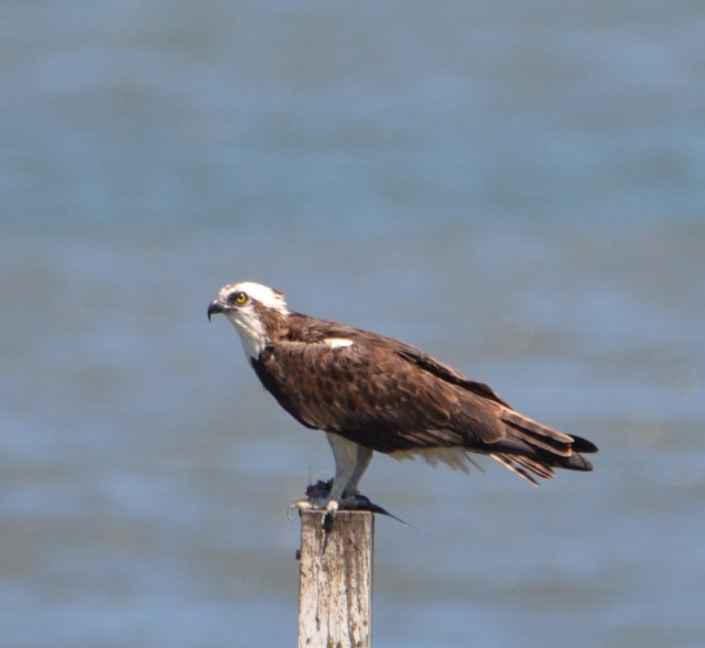 Harriett with fish 1.jpg