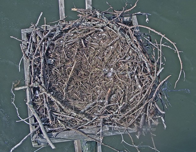 empty nest - ready for eggs.jpg