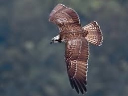 Harriett arrives.jpg